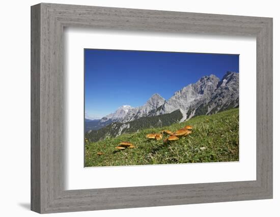 Fungi in the Grass of the Marienberg Alp Near Biberwier in Tyrol, Mountaintop-Uwe Steffens-Framed Photographic Print