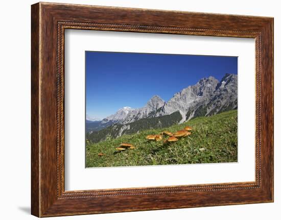 Fungi in the Grass of the Marienberg Alp Near Biberwier in Tyrol, Mountaintop-Uwe Steffens-Framed Photographic Print