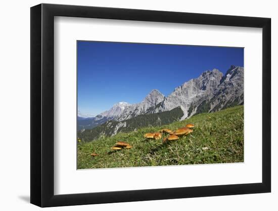 Fungi in the Grass of the Marienberg Alp Near Biberwier in Tyrol, Mountaintop-Uwe Steffens-Framed Photographic Print