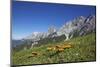 Fungi in the Grass of the Marienberg Alp Near Biberwier in Tyrol, Mountaintop-Uwe Steffens-Mounted Photographic Print