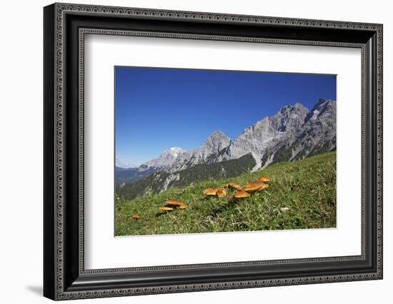 Fungi in the Grass of the Marienberg Alp Near Biberwier in Tyrol, Mountaintop-Uwe Steffens-Framed Photographic Print