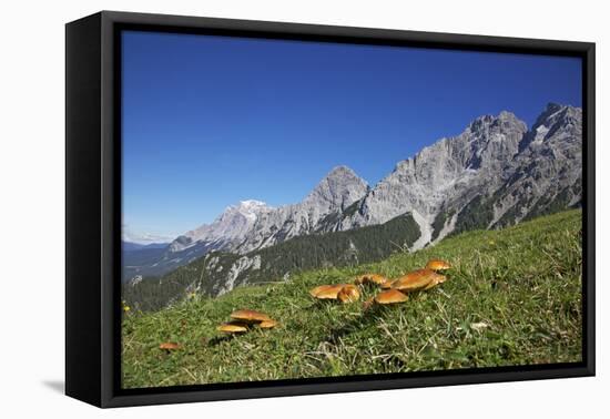 Fungi in the Grass of the Marienberg Alp Near Biberwier in Tyrol, Mountaintop-Uwe Steffens-Framed Premier Image Canvas