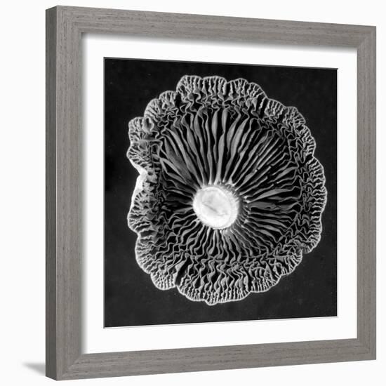 Fungi2-Jim Occi-Framed Photographic Print