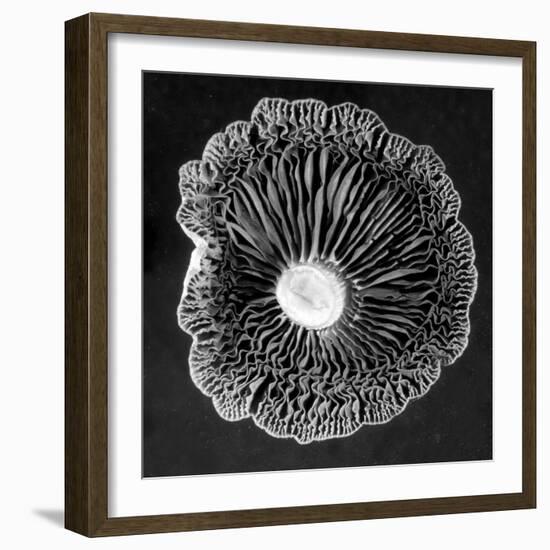 Fungi2-Jim Occi-Framed Photographic Print