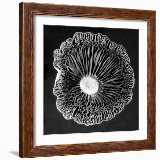 Fungi2-Jim Occi-Framed Photographic Print