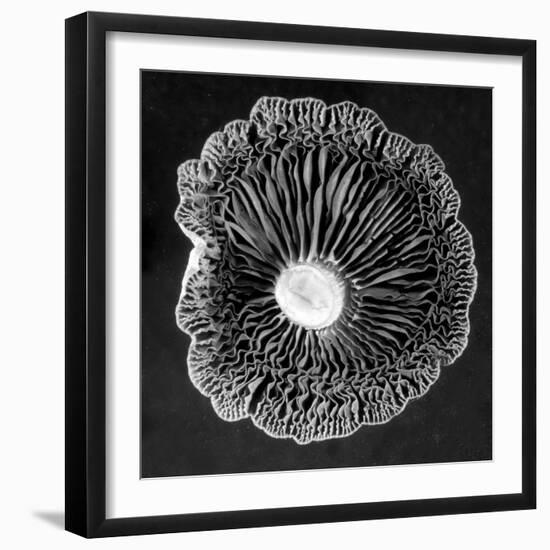 Fungi2-Jim Occi-Framed Photographic Print