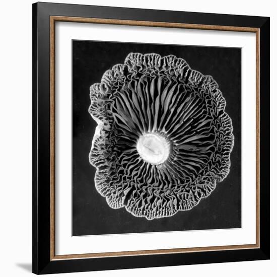 Fungi2-Jim Occi-Framed Photographic Print