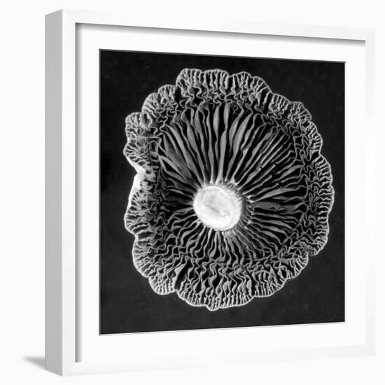 Fungi2-Jim Occi-Framed Photographic Print