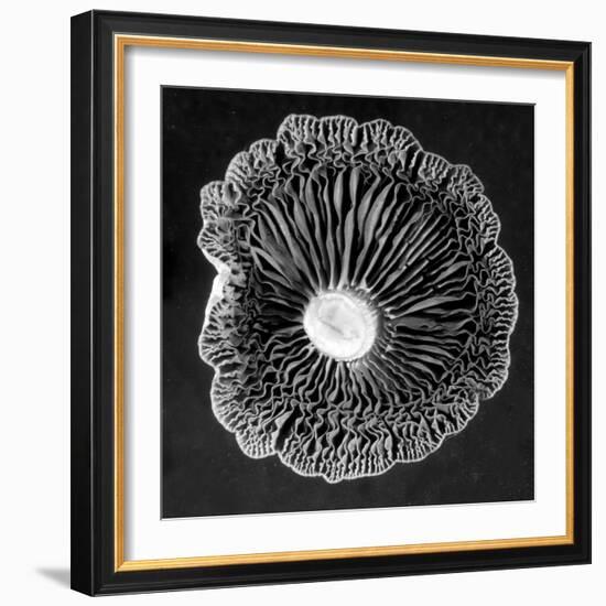 Fungi2-Jim Occi-Framed Photographic Print