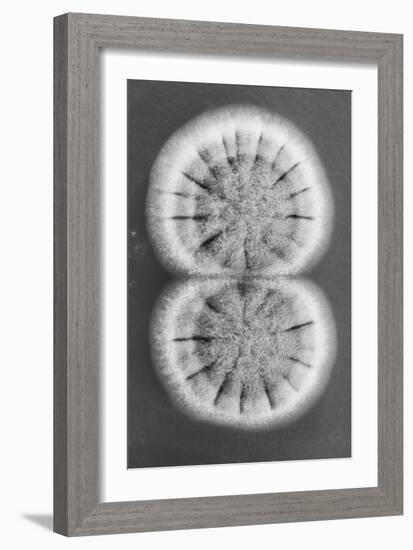 Fungi-Jim Occi-Framed Photographic Print