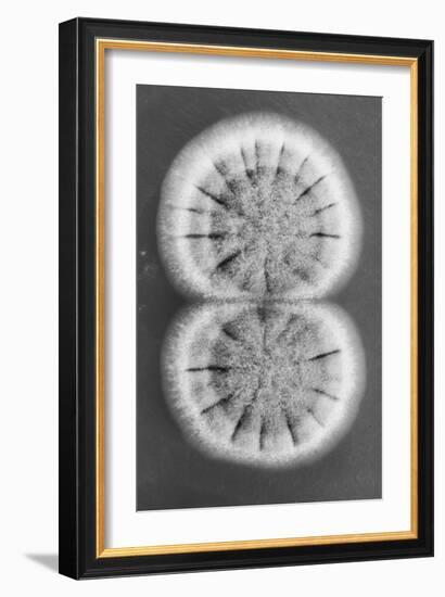 Fungi-Jim Occi-Framed Photographic Print