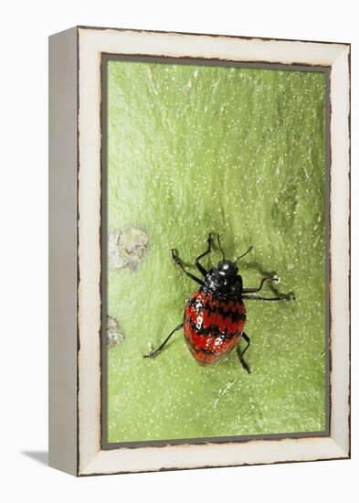 Fungus Beetle (Erotylidae), Yasuni NP, Amazon Rainforest, Ecuador-Pete Oxford-Framed Premier Image Canvas