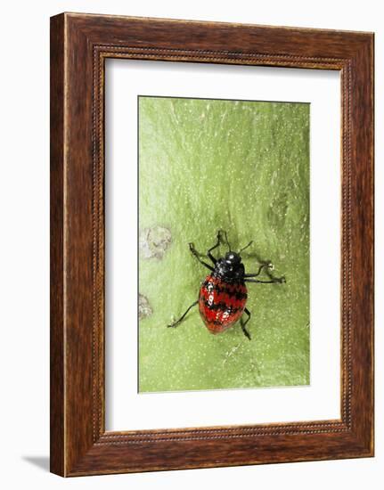 Fungus Beetle (Erotylidae), Yasuni NP, Amazon Rainforest, Ecuador-Pete Oxford-Framed Photographic Print