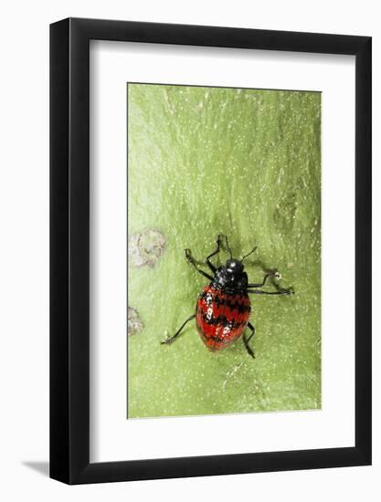 Fungus Beetle (Erotylidae), Yasuni NP, Amazon Rainforest, Ecuador-Pete Oxford-Framed Photographic Print