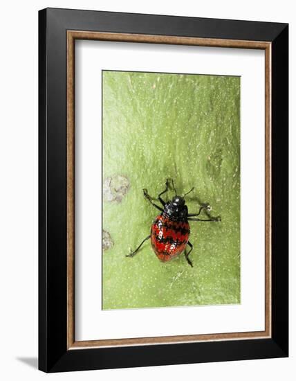 Fungus Beetle (Erotylidae), Yasuni NP, Amazon Rainforest, Ecuador-Pete Oxford-Framed Photographic Print