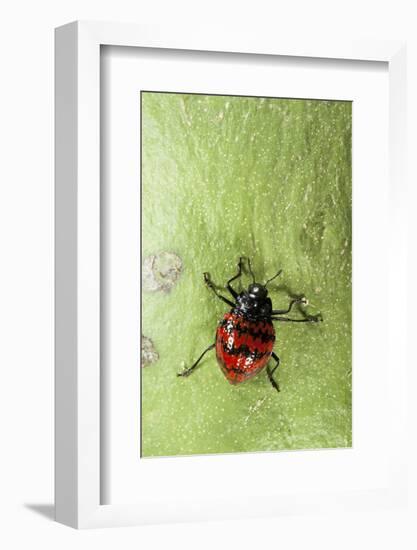 Fungus Beetle (Erotylidae), Yasuni NP, Amazon Rainforest, Ecuador-Pete Oxford-Framed Photographic Print