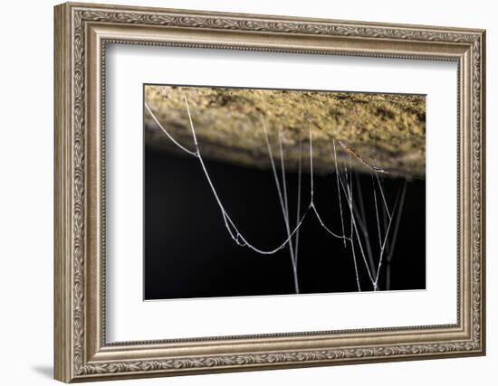 Fungus gnat larvae, with sticky hanging threads, waiting to ambush small flying insects, Malaysia-Emanuele Biggi-Framed Photographic Print