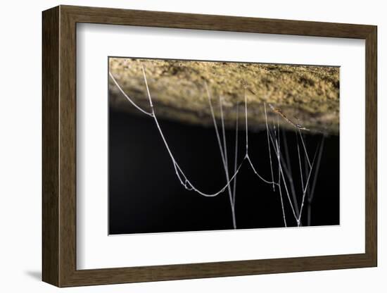 Fungus gnat larvae, with sticky hanging threads, waiting to ambush small flying insects, Malaysia-Emanuele Biggi-Framed Photographic Print