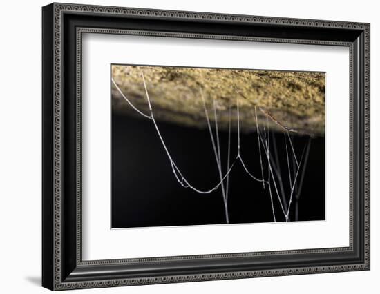 Fungus gnat larvae, with sticky hanging threads, waiting to ambush small flying insects, Malaysia-Emanuele Biggi-Framed Photographic Print