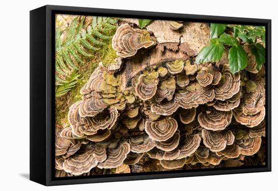 Fungus growing on fallen tree in rainforest-null-Framed Premier Image Canvas