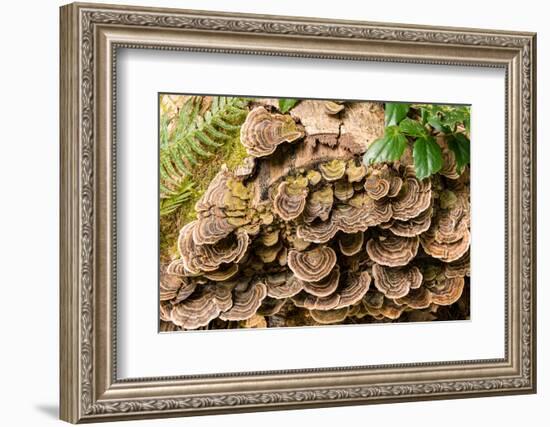 Fungus growing on fallen tree in rainforest-null-Framed Photographic Print