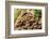 Fungus growing on fallen tree in rainforest-null-Framed Photographic Print