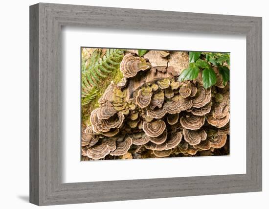 Fungus growing on fallen tree in rainforest-null-Framed Photographic Print