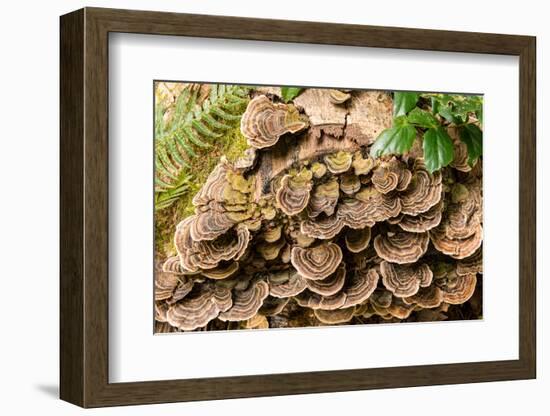 Fungus growing on fallen tree in rainforest-null-Framed Photographic Print