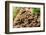 Fungus growing on fallen tree in rainforest-null-Framed Photographic Print