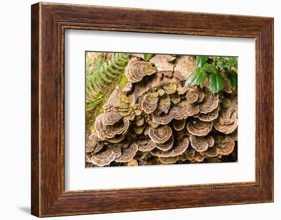 Fungus growing on fallen tree in rainforest-null-Framed Photographic Print