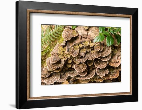 Fungus growing on fallen tree in rainforest-null-Framed Photographic Print