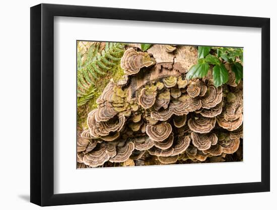 Fungus growing on fallen tree in rainforest-null-Framed Photographic Print