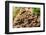 Fungus growing on fallen tree in rainforest-null-Framed Photographic Print