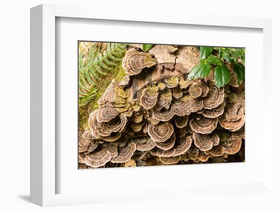 Fungus growing on fallen tree in rainforest-null-Framed Photographic Print