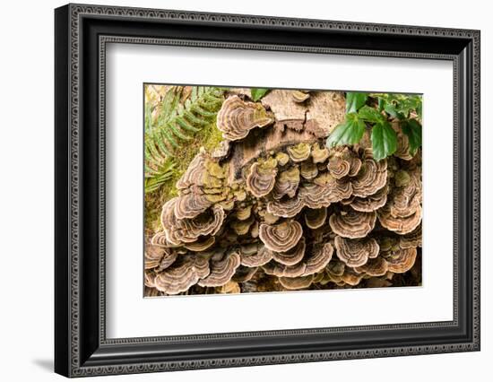 Fungus growing on fallen tree in rainforest-null-Framed Photographic Print