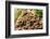 Fungus growing on fallen tree in rainforest-null-Framed Photographic Print