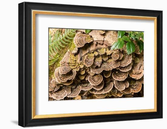 Fungus growing on fallen tree in rainforest-null-Framed Photographic Print