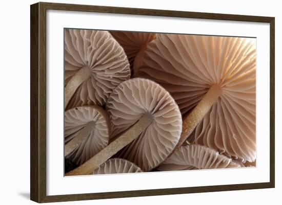 Fungus (Mycena Sp.) Gills Backlit, Seen from Low Angle. Dartmoor, Devon, UK-Ross Hoddinott-Framed Photographic Print