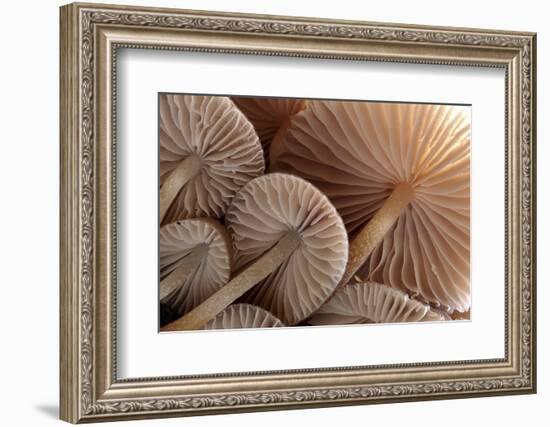 Fungus (Mycena Sp.) Gills Backlit, Seen from Low Angle. Dartmoor, Devon, UK-Ross Hoddinott-Framed Photographic Print
