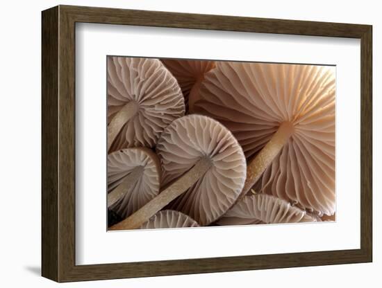 Fungus (Mycena Sp.) Gills Backlit, Seen from Low Angle. Dartmoor, Devon, UK-Ross Hoddinott-Framed Photographic Print