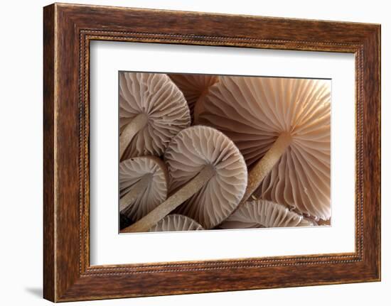 Fungus (Mycena Sp.) Gills Backlit, Seen from Low Angle. Dartmoor, Devon, UK-Ross Hoddinott-Framed Photographic Print