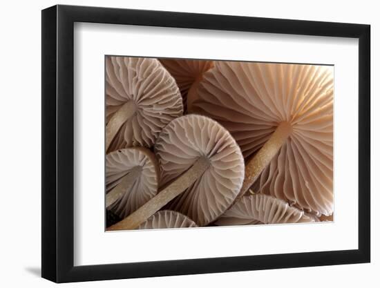 Fungus (Mycena Sp.) Gills Backlit, Seen from Low Angle. Dartmoor, Devon, UK-Ross Hoddinott-Framed Photographic Print