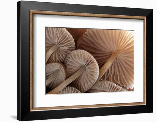 Fungus (Mycena Sp.) Gills Backlit, Seen from Low Angle. Dartmoor, Devon, UK-Ross Hoddinott-Framed Photographic Print