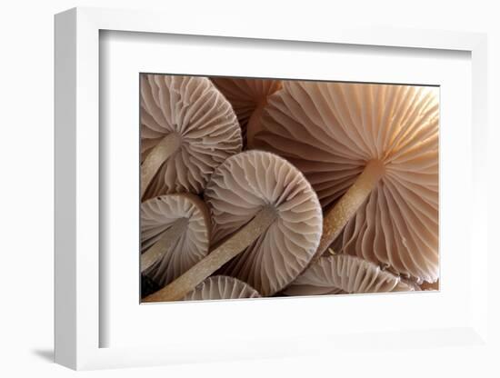 Fungus (Mycena Sp.) Gills Backlit, Seen from Low Angle. Dartmoor, Devon, UK-Ross Hoddinott-Framed Photographic Print