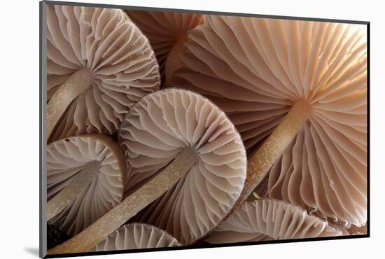 Fungus (Mycena Sp.) Gills Backlit, Seen from Low Angle. Dartmoor, Devon, UK-Ross Hoddinott-Mounted Photographic Print