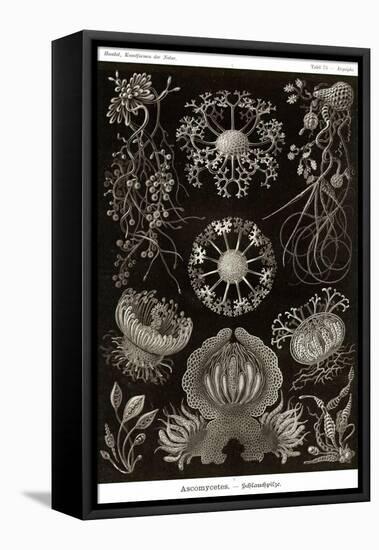 Funji-Ernst Haeckel-Framed Stretched Canvas