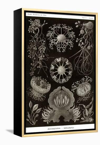 Funji-Ernst Haeckel-Framed Stretched Canvas