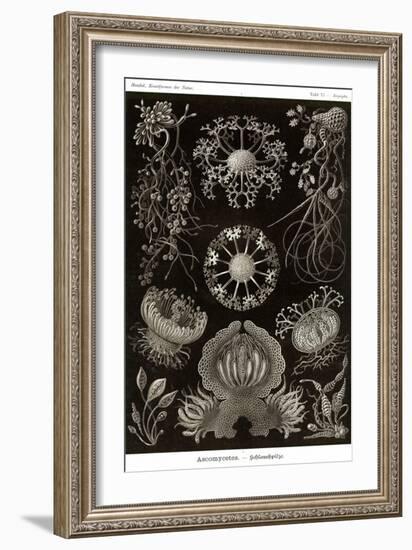 Funji-Ernst Haeckel-Framed Art Print