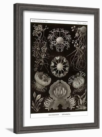Funji-Ernst Haeckel-Framed Art Print
