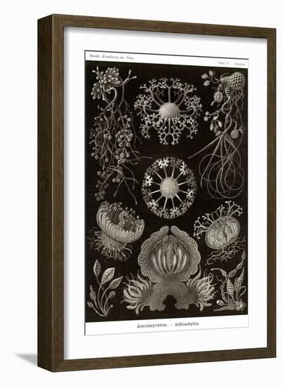 Funji-Ernst Haeckel-Framed Art Print